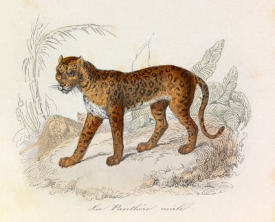 Illustratie uit het boek "Complete Works of Buffon": Les Quadrupedes: La panthere (gravure) door Unknown artist