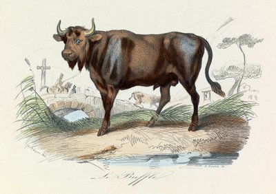 Illustratie uit het boek "Complete Works of Buffon": Les Quadrupedes: De buffel (gravure) door Unknown artist