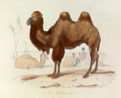 Illustratie uit het boek "Complete Works of Buffon": Les Quadrupedes: Le cameau (gravure) door Unknown artist