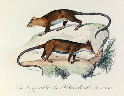 Illustratie uit het boek "Complete Works of Buffon": Viervoeters: Le cayopollin et la philandre de Surinam (gravure) door Unknown artist