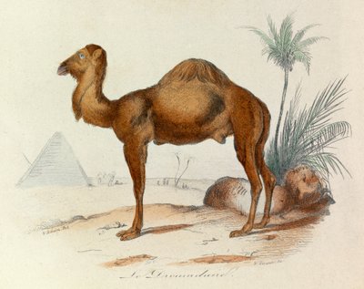 Illustratie uit het boek "Complete Works of Buffon": Les Quadrupedes: De dromedaris (gravure) door Unknown artist