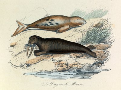 Illustratie uit het boek "Complete Works of Buffon": Les Quadrupedes: Le dugon et le walrus (gravure) door Unknown artist