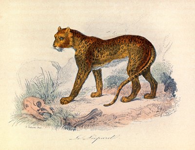 Illustratie uit het boek "Complete Works of Buffon": Les Quadrupedes: De luipaard (gravure) door Unknown artist