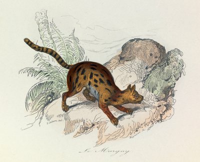 Illustratie uit het boek "Complete Works of Buffon": Les Quadrupedes: Le margay (gravure) door Unknown artist