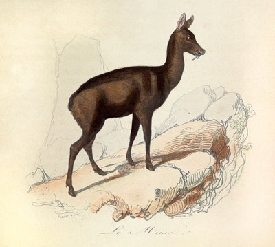 Illustratie uit het boek "Complete Works of Buffon": Les Quadrupedes: Le musc (gravure) door Unknown artist