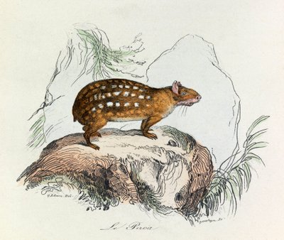 Illustratie uit het boek "Complete Works of Buffon": Les Quadrupedes: De paca (gravure) door Unknown artist