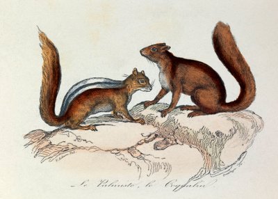 Illustratie uit het boek "Complete Works of Buffon": Les Quadrupedes: Le palmist et le coquallin (gravure) door Unknown artist