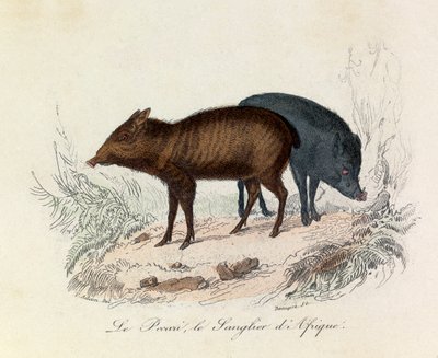 Illustratie uit het boek "Complete Works of Buffon": Viervoeters: Le pecari et le boar d
