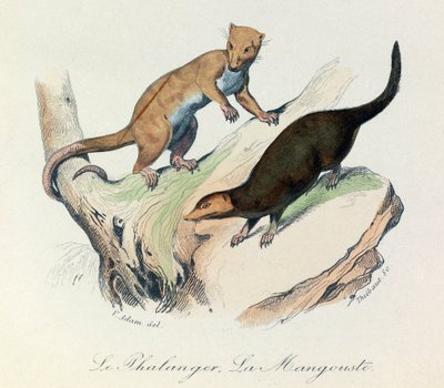 Illustratie uit het boek "Complete Works of Buffon": Les Quadrupedes: De falanger en de mangouste (gravure) door Unknown artist