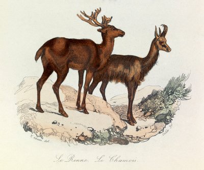 Illustratie uit het boek "Complete Works of Buffon": Les Quadrupedes: Le reinne et la chamois (gravure) door Unknown artist