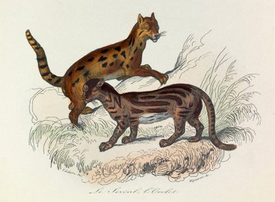 Illustratie uit het boek "Complete Works of Buffon": Les Quadrupedes: De serval en de ocelot (gravure) door Unknown artist