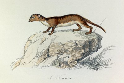 Illustratie uit het boek "Complete Works of Buffon": Les Quadrupedes: Le touan (gravure) door Unknown artist