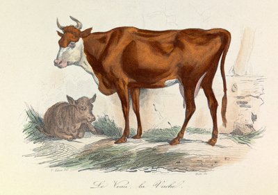 Illustratie uit het boek "Complete Works of Buffon": Les animaux: La coache et son veau (gravure) door Unknown artist