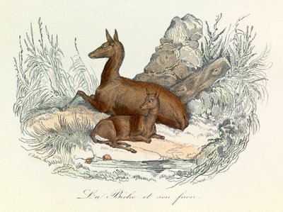Illustratie uit het boek "Complete Works of Buffon": Les animaux: De hinde en haar reekalf (gravure) door Unknown artist