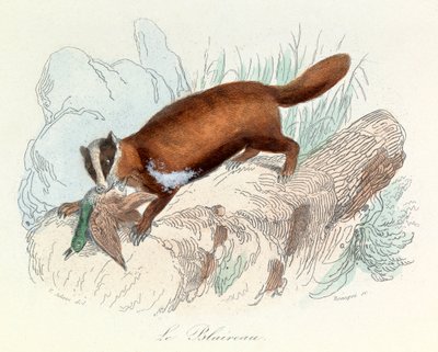 Illustratie uit het boek "Complete Works of Buffon": Dieren: De das (gravure) door Unknown artist