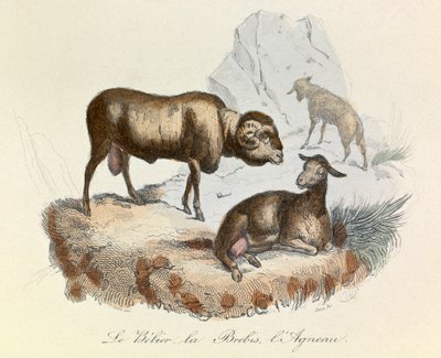 Illustratie uit het boek "Complete Works of Buffon": Les animaux: Le belier, la ooi et l