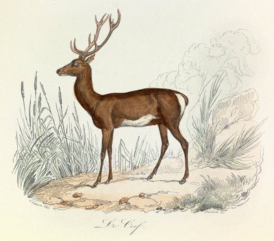 Illustratie uit het boek "Complete Works of Buffon": Les animaux: De cerf (gravure) door Unknown artist