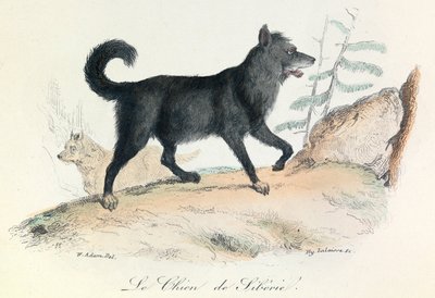 Illustratie uit het boek "Complete Works of Buffon": Les animaux: Le chien de Siberie (gravure) door Unknown artist