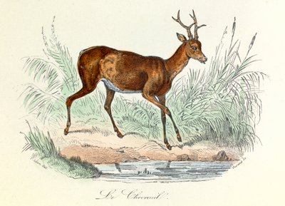 Illustratie uit het boek "Complete Works of Buffon": Les animaux: Het hert (gravure) door Unknown artist