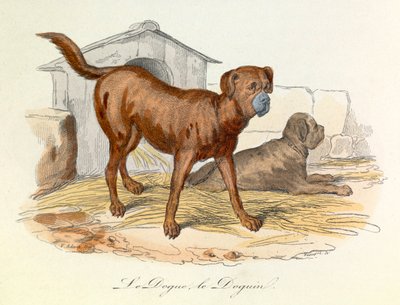 Illustratie uit het boek "Complete Works of Buffon": Les animaux: Le dogue et le doguin (gravure) door Unknown artist
