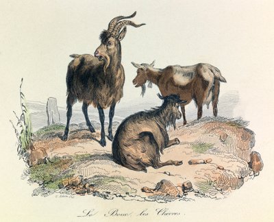 Illustratie uit het boek "Complete Works of Buffon": Les animaux: De geit en de geiten (gravure) door Unknown artist