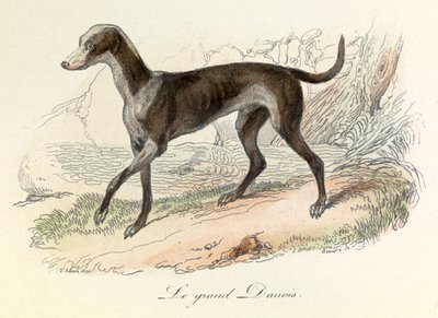 Illustratie uit het boek "Complete Works of Buffon": Les animaux: Le grand danish (gravure) door Unknown artist