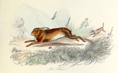 Illustratie uit het boek "Complete Works of Buffon": Les animaux: De haas (gravure) door Unknown artist