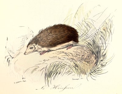 Illustratie uit het boek "Complete Works of Buffon": Les animaux: Le herisson (gravure) door Unknown artist