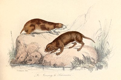 Illustratie uit het boek "Complete Works of Buffon": Les animaux: Le leming et le scherman (gravure) door Unknown artist