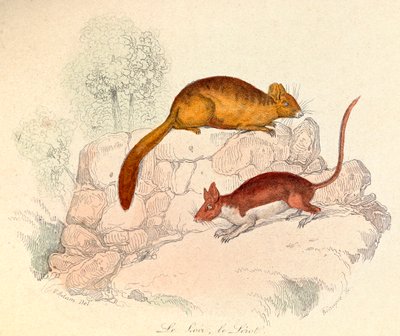 Illustratie uit het boek "Complete Works of Buffon": Les animaux: Le loir et le lerot (gravure) door Unknown artist