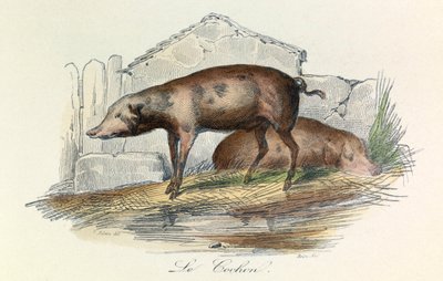 Illustratie uit het boek "Complete Works of Buffon": Les animaux: Le pichon (gravure) door Unknown artist