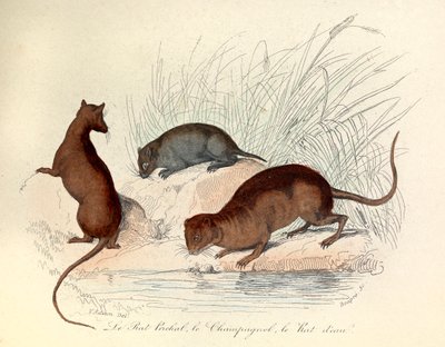 Illustratie uit het boek "Complete Works of Buffon": Les animaux: Le rat perchat, le vole et le rat d