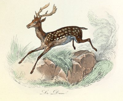Illustratie uit het boek "Complete Works of Buffon": Les animaux: Le suede (gravure) door Unknown artist