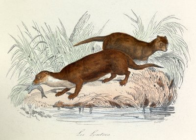 Illustratie uit het boek "Complete Works of Buffon": Les animaux: Les ottres (gravure) door Unknown artist