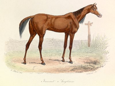 Illustratie uit het boek "Complete Works of Buffon": Les animaux: Mare Anglaise (gravure) door Unknown artist