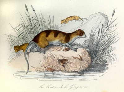 Illustratie uit het boek "Complete Works of Buffon": Les animaux domestiques: La otter de Guiana (gravure) door Unknown artist