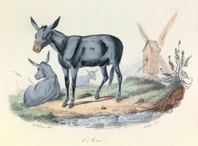 Illustratie uit het boek "Complete Works of Buffon": Les animaux: l