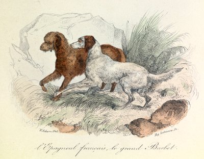 Illustratie van Franse Spaniël en Grote Barbet met Linneene nomenclatuur en Cuvier