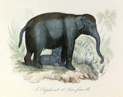 Illustratie van een Aziatische vrouwelijke olifant uit het boek van Buffon, geclassificeerd door Linnaeus en Cuvier (gravure) door Unknown artist