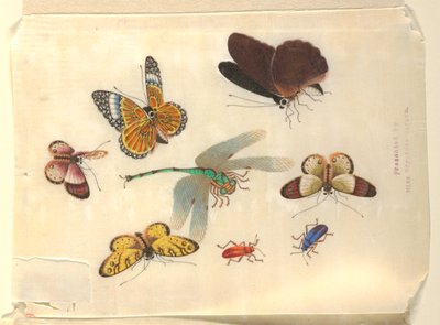 Insecten door Unknown artist