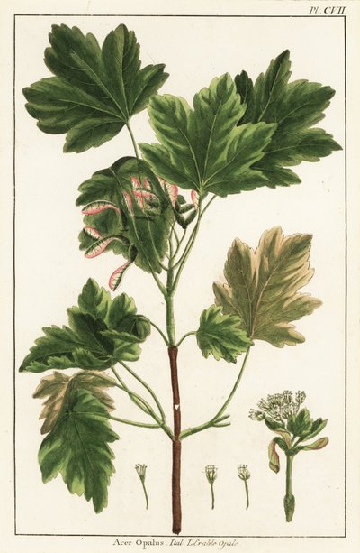 Italiaanse esdoorn, Acer opalus, Italiaans door Unknown artist