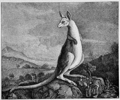Kangoeroe uit de tekening van Kapitein Cook die hem ontdekte in Australië - uit een kopergravure van 1774 door Unknown artist