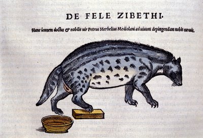 De civetkat in Historia Animalium door Conrad Gesner (1516 - 1565), Tiguri door Unknown artist