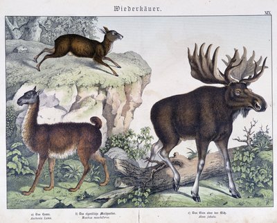 Lama, eland - in 