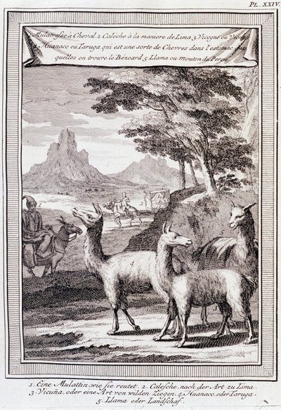 Lamas van Peru - in "Historische Reis door Zuid-Amerika in opdracht van de Koning van Spanje door Don George Juan en Don Antoine de Ulloa", T.1, bij C.A. Jombert, Librairie du Roi, Parijs door Unknown artist
