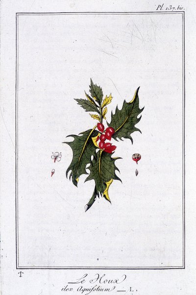 De hulst (Ilex Aquifolium) - in 