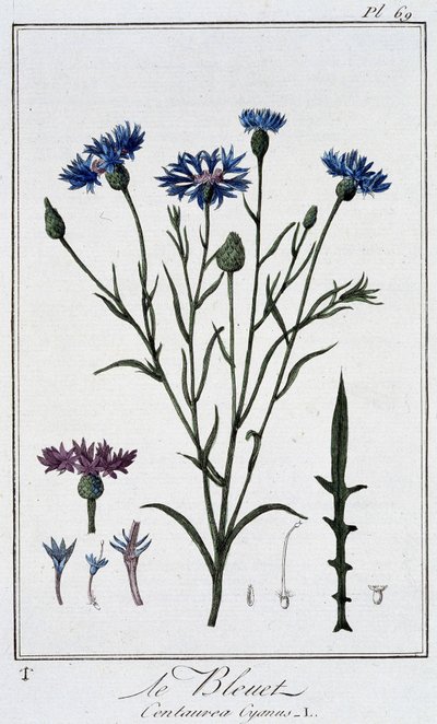 De korenbloem (Centaurea Cyanus) - in 