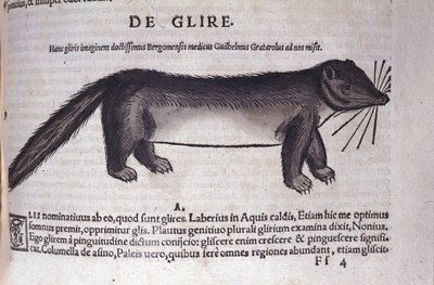 De slaapmuis in Historia Animalium door Conrad Gesner (1516 - 1565), Tiguri door Unknown artist