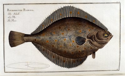 De tarbot of Pleuronectes Platessa naar Marc Elieser Bloch Ichtyologie Parijs - Berlijn - Londen 1787 door Unknown artist