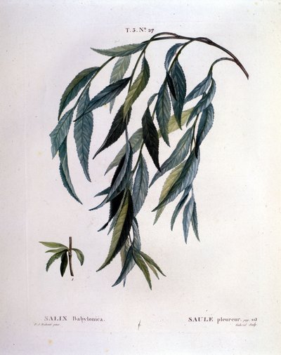 Blad van treurwilg (Salix babylonica) door Unknown artist